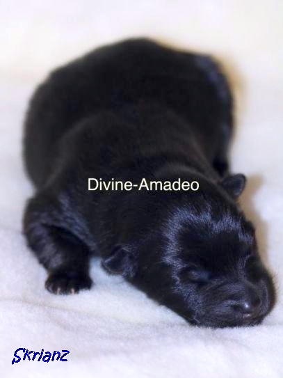 13.2.2021 - Divine-Amadeo 💙